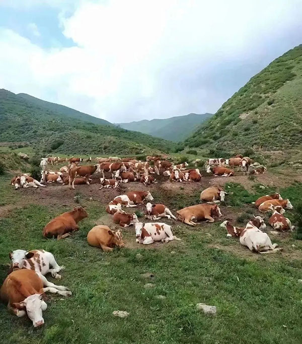 6e9fe99c00c34fe2894cff8c3c058524.jpg 图片8.jpg