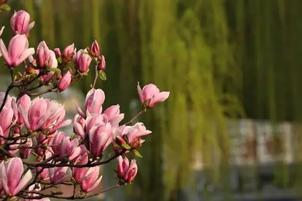 u=3506496200,1282880839&fm=253&fmt=auto&app=138&f=jpeg.webp.jpg