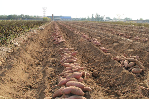 51e574e35f854964be122ef086f2a58e.png 图片8.png